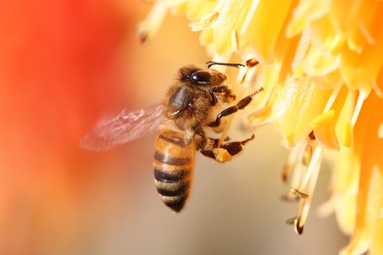 bee